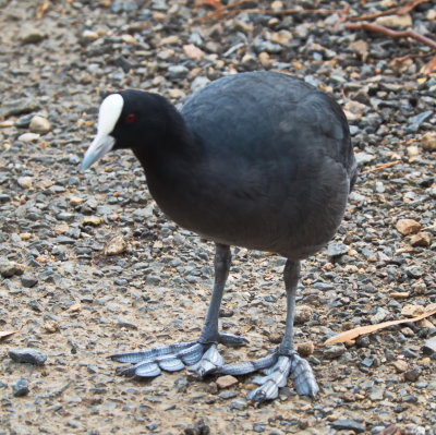 P4187952.jpg