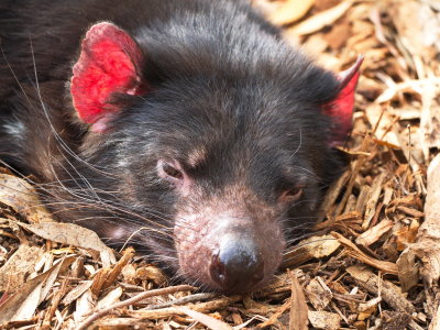 Tasmanian Devil (perturbed)