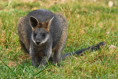 Cool Creatures in Australia - 2017