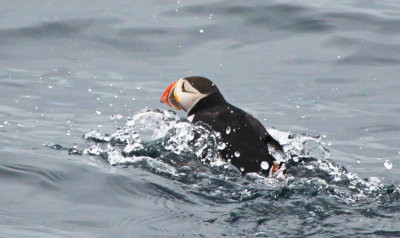 Atlantic Puffin fishing off Witless Bay Eco Reserve
