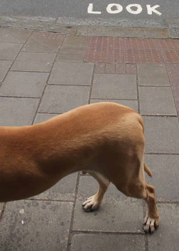 141:365<br>look, a dog
