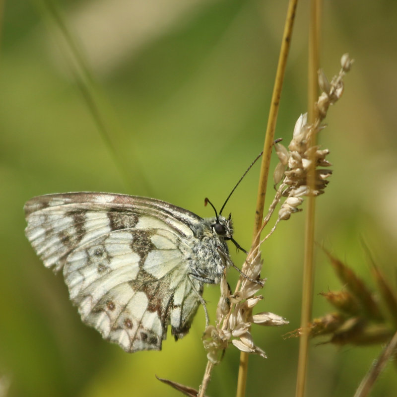 12 ~ Marbled White butterfly