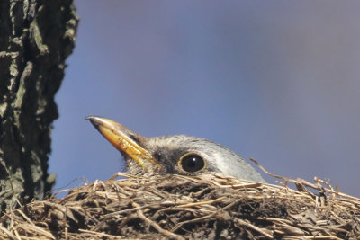 Fieldfare on nest