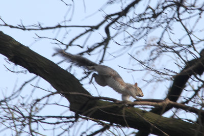1. Squirrel in action