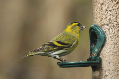 90:365<br>One Siskin Snacking