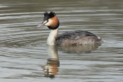91:365<br> Great Crested Grebe