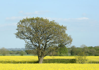 120:365<br>Fields of Yellow