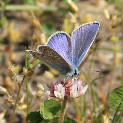 146:365<br>Common Blue Butterfly