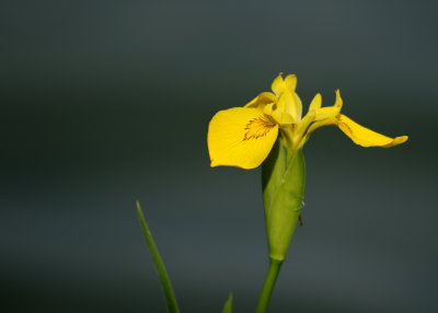 164:365Yellow Iris alone