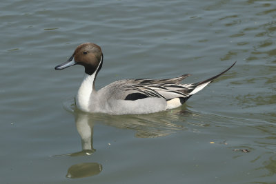 167:365Northern Pintail duck