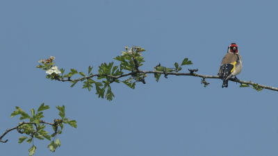 170:365<br>goldfinch on branch