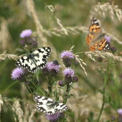 187:365<br>butterflies in abundance