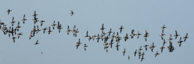 Wigeon in Flight