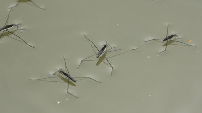 245:365<br>Common Pond Skaters