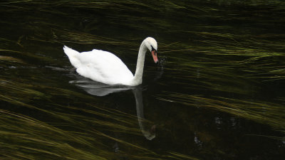 266:365Mute Swan Swimming