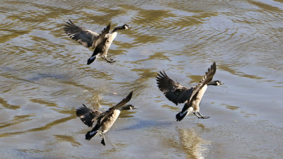 I like Canadian Geese, they always fly in formations.