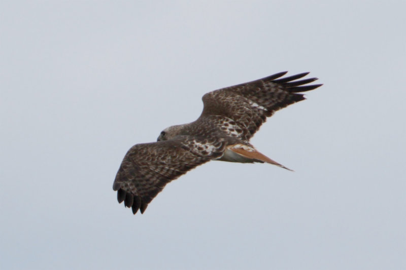 Buse a queue rousse-30B 29-04-2017.jpg