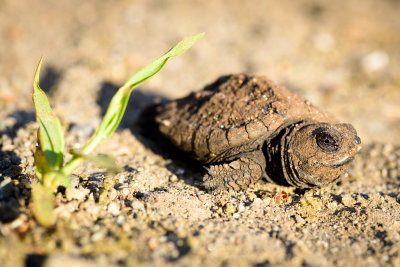 Baby snapping turtle