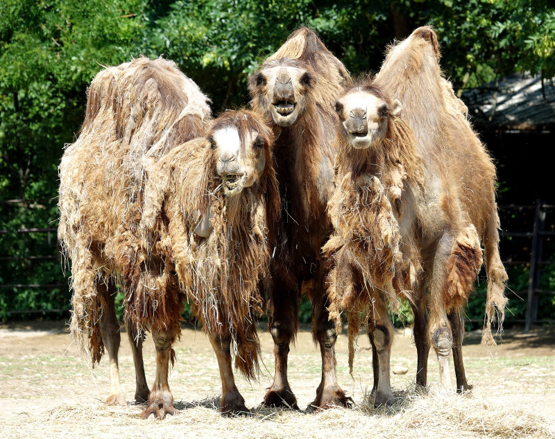 bactrian camels