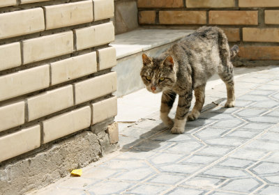 Bukhara cat