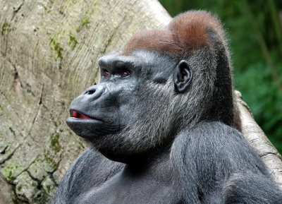 lowland gorilla