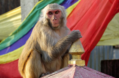 Rhesus monkey