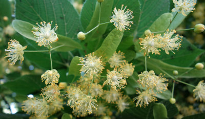 linden tree's flowers