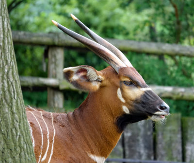 mountain bongo