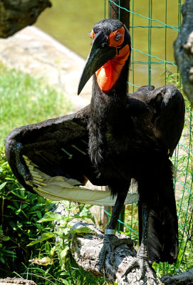 African ground hornbill