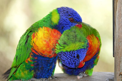 rainbow lorikeet