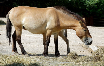 Przewalski's horse