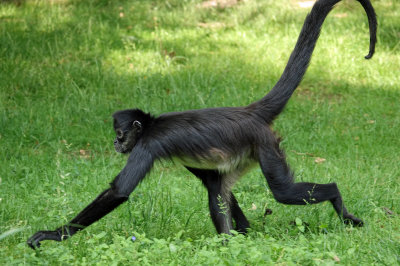 Geoffroy's spider monkey