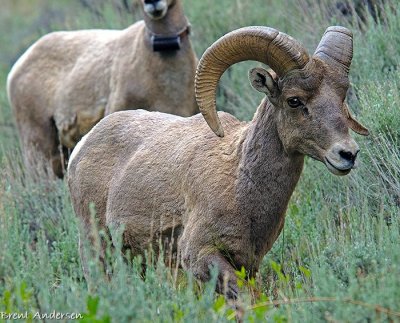 Sheep Creek