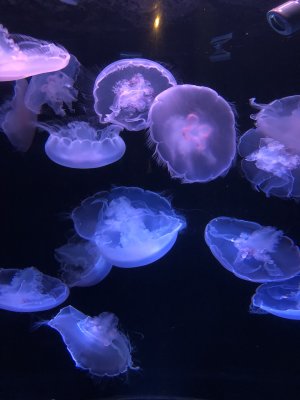 IMG_1121.jpg