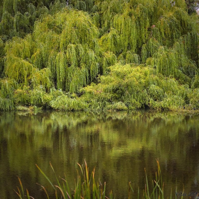 Pond - Finlay NSW