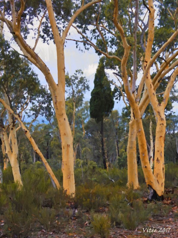 Enchanted Forest - The Pilliga