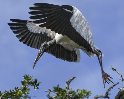 WOOD STORK