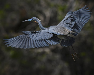 TRICOLORED HERON