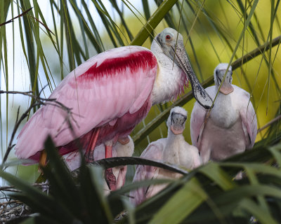 ROSEATE SPOONBILL AND CHICKS