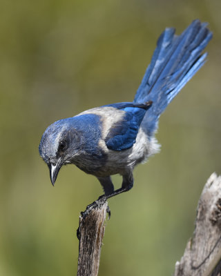 FLORIDA SCRUB JAY