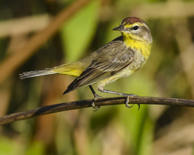 PALM WARBLER