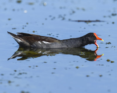 COMMON MOORHEN