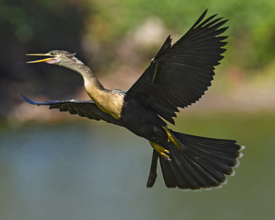 ANHINGA