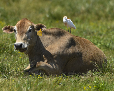 I finally got a CATTLE EGRET shot Texas Style