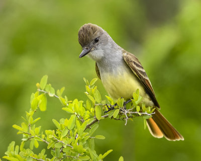 BROWN-CRESTED FLYCATCHER
