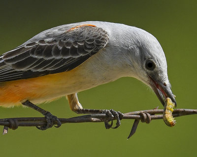 SCISSOR-TAILED FLYCATCHER