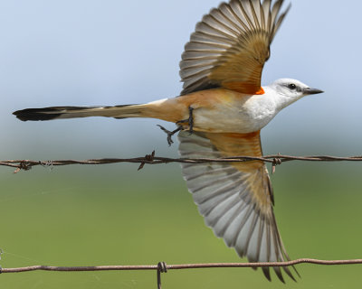 SCISSOR-TAILED FLYCATCHER