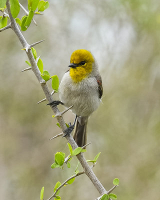 VERDIN