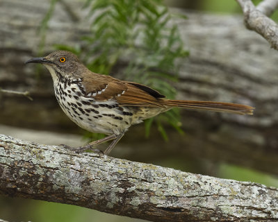 LONG-BILLED THRASHER