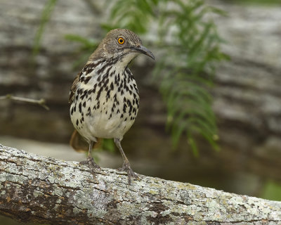 LONG-BILLED THRASHER